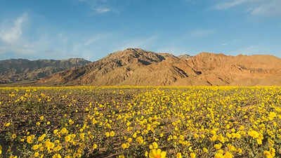 is the hottest place on earth blooming wildflowers bloom in californias death valley after record winter rains in 2026