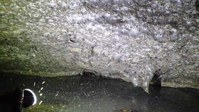 sulfur cave spiderweb