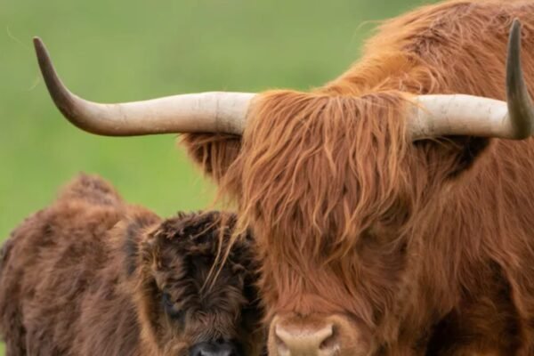 UK farmer plans to breed ‘less photogenic Highland cows to