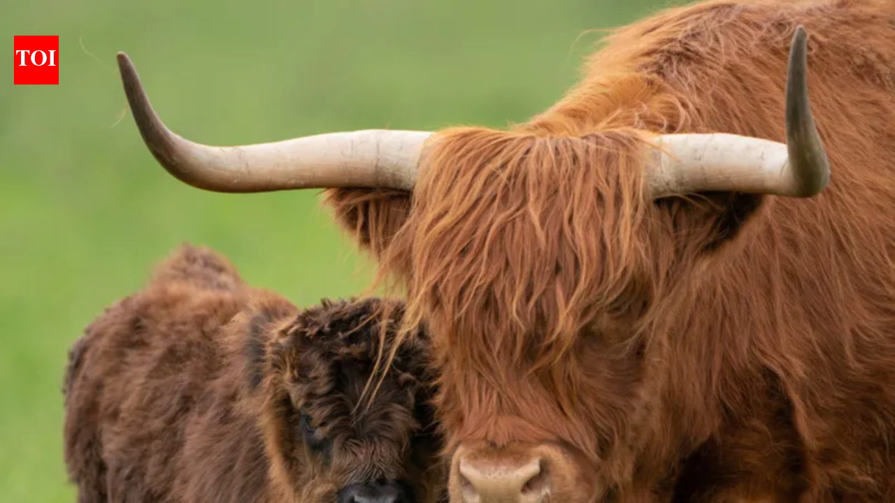 UK farmer plans to breed ‘less photogenic Highland cows to