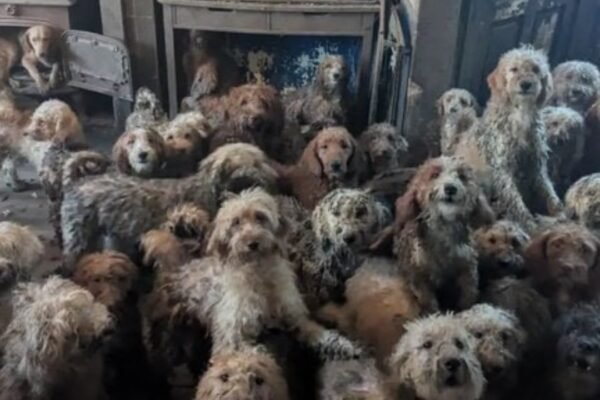 Viral UK dog rescue sparks online frenzy RSPCA says images