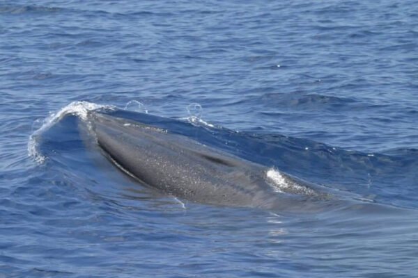 Why Trumps ‘God Squad decision to expand oil drilling in