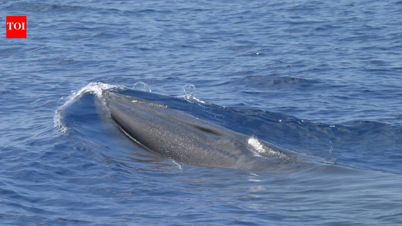 Why Trumps ‘God Squad decision to expand oil drilling in