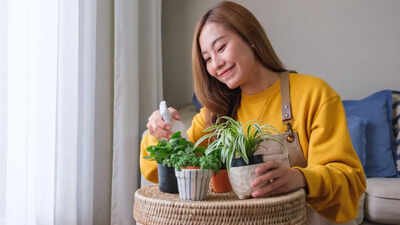 easiest houseplants to keep alive top 5 beginner friendly plants