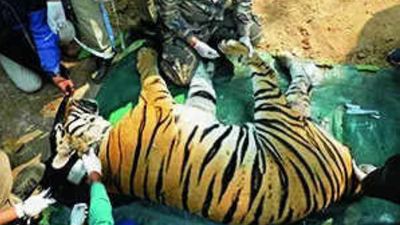 the rewilded satpura tiger during a health check in bandhavgarh in 2024