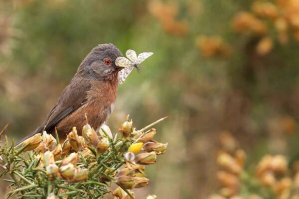 Dartford Warbler Rare Dartford Warbler makes remarkable comeback in Britain