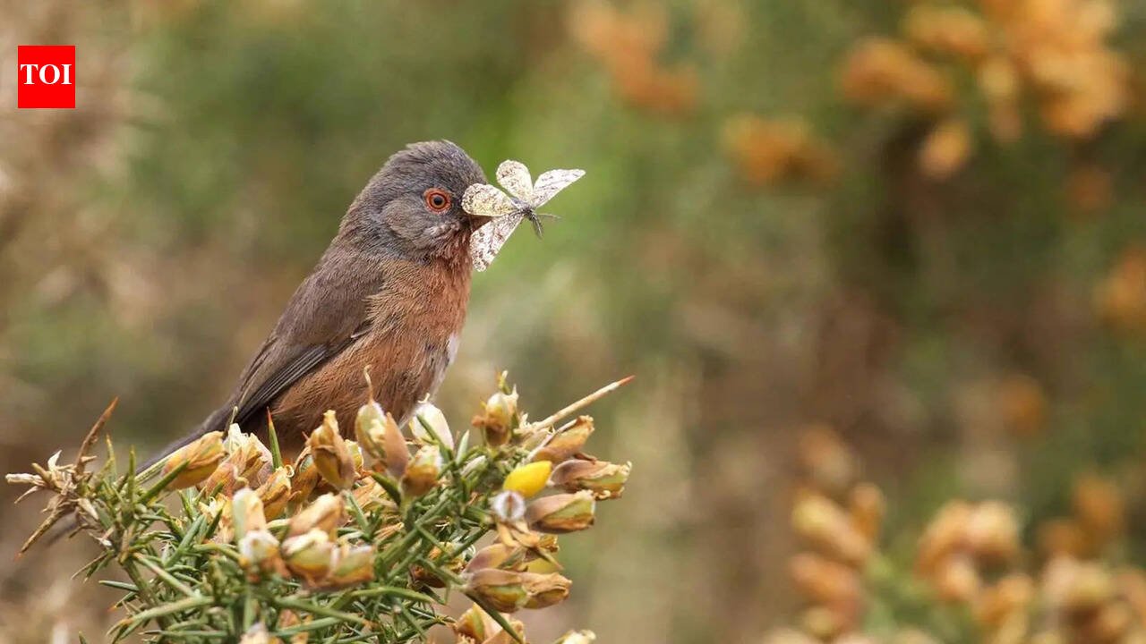 Dartford Warbler Rare Dartford Warbler makes remarkable comeback in Britain