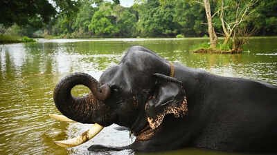 elephant bathing session at dubare