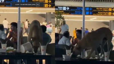 the footage has sparked debate among travellers with many questioning security protocols and cleanliness measures inside the airport