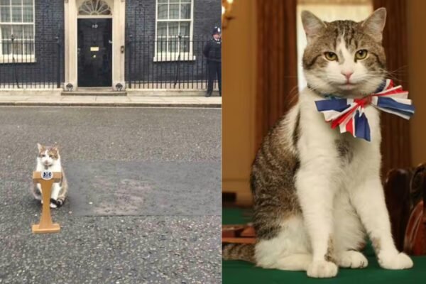 ‘Whether Starmer stays or goes Larry the Cats viral post