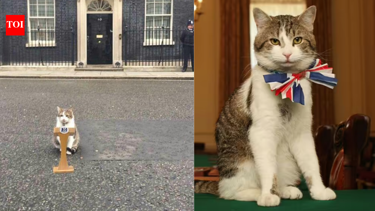 ‘Whether Starmer stays or goes Larry the Cats viral post