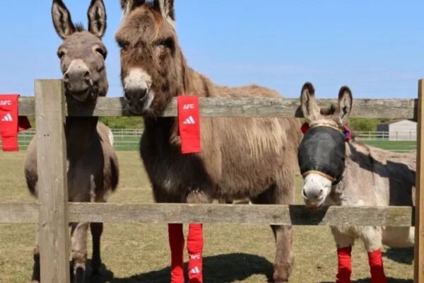 Arsenals old socks found an unlikely new home Rescued donkeys