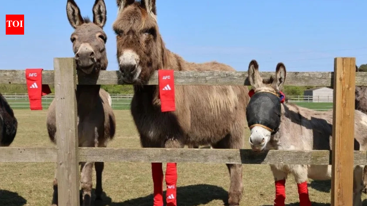 Arsenals old socks found an unlikely new home Rescued donkeys