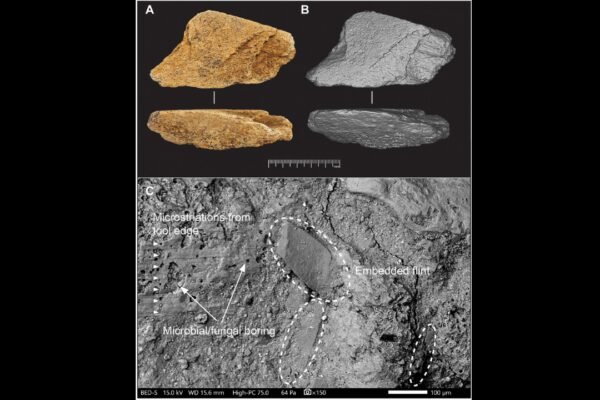 500000 year old elephant bone tool found in England reveals advanced early
