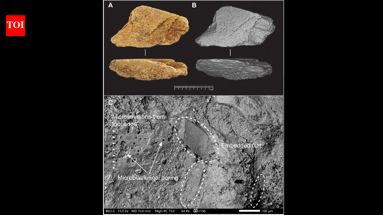 500000 year old elephant bone tool found in England reveals advanced early
