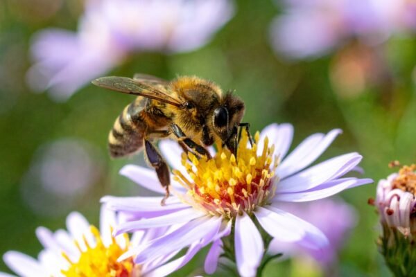 After two years of banning bee harming pesticides France allows their