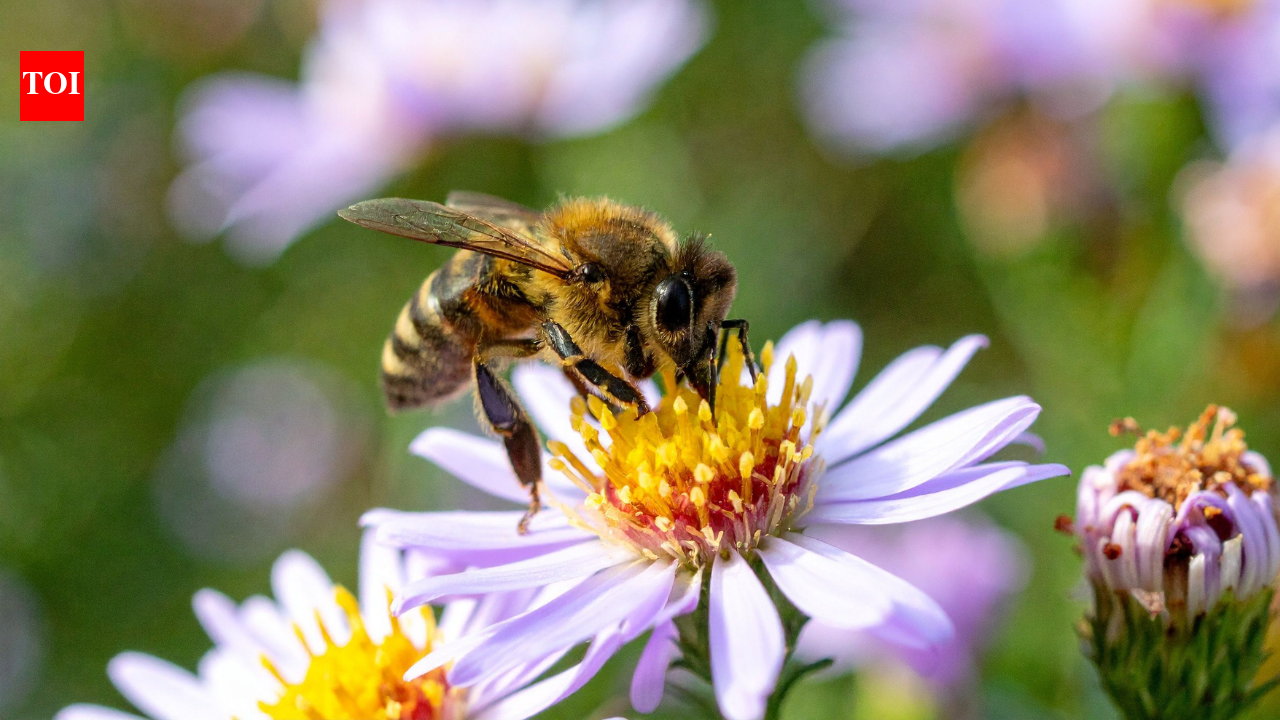 After two years of banning bee harming pesticides France allows their