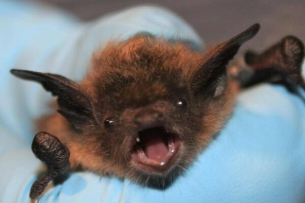 Canada Rabies Incident Bat on his face no visible bite
