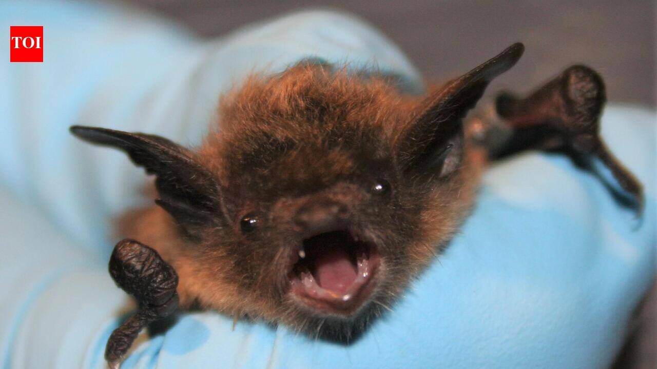 Canada Rabies Incident Bat on his face no visible bite