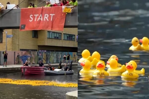 Thousands of rubber ducks raced through a London canal to