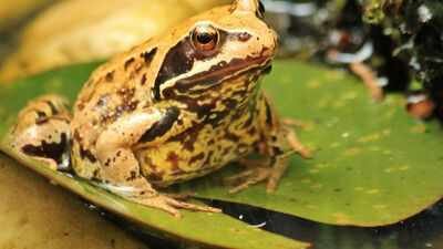 frog