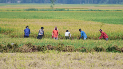 indian agriculture