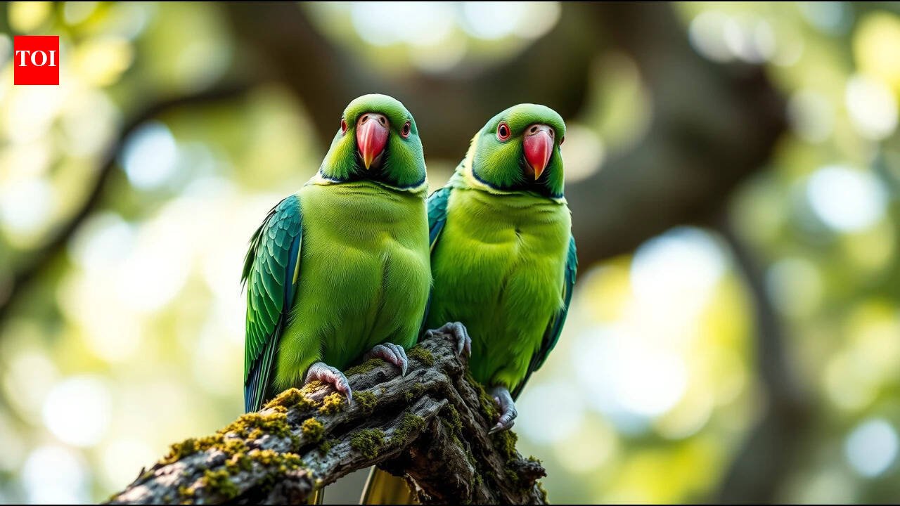 Britain How rose ringed parakeets went from escaped pets to one
