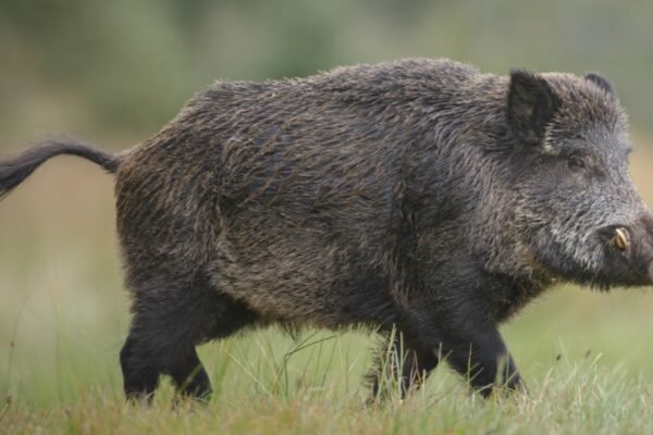 European wild boars escaped a North Carolina hunting ranch in