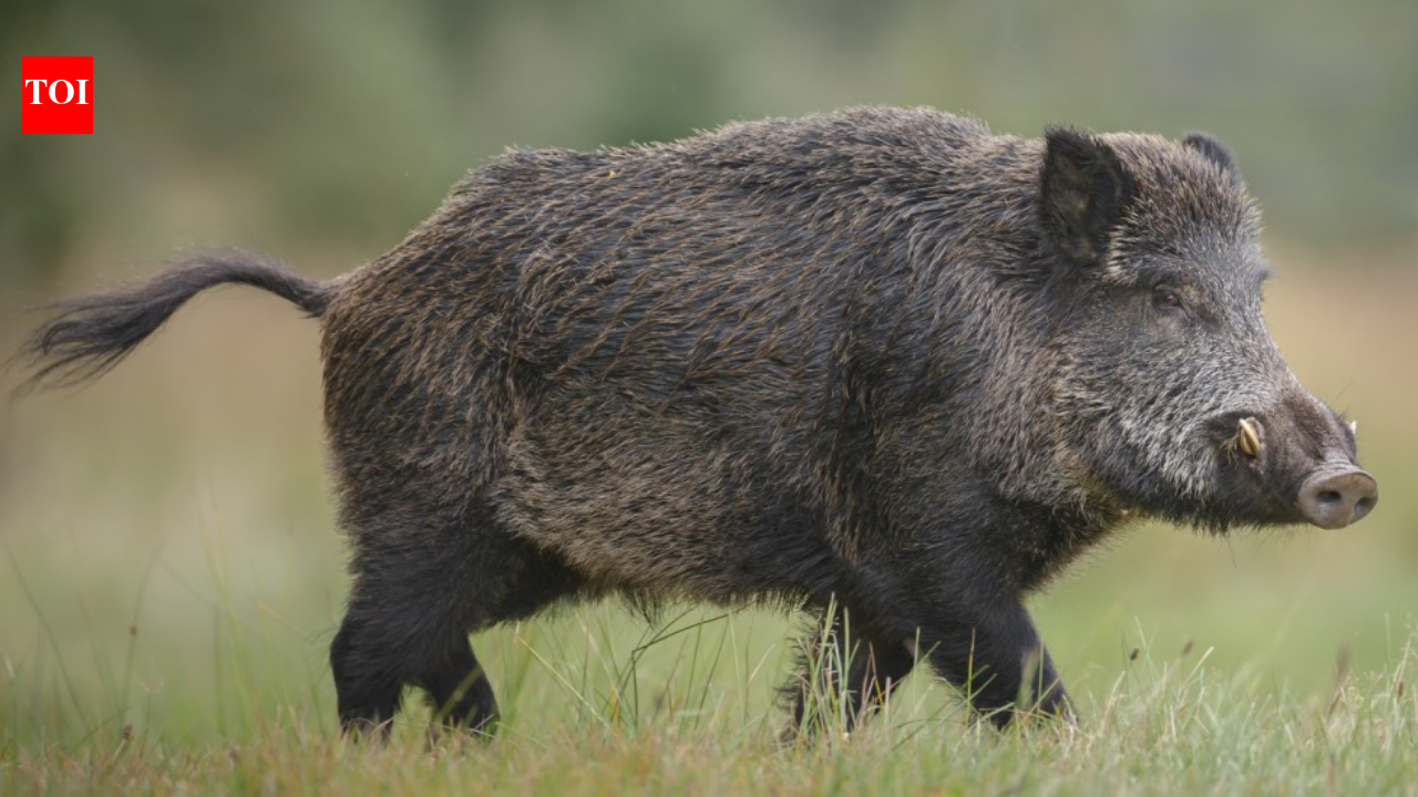 European wild boars escaped a North Carolina hunting ranch in