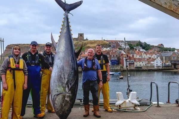 Giant 746lb bluefin tuna caught off Yorkshire coast after nearly