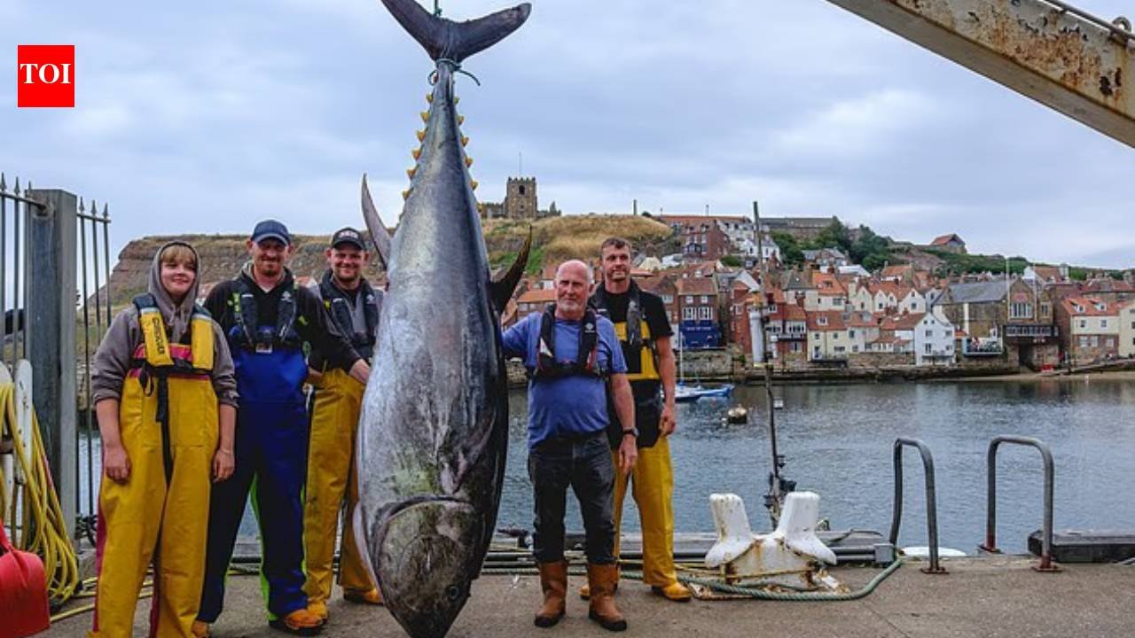 Giant 746lb bluefin tuna caught off Yorkshire coast after nearly