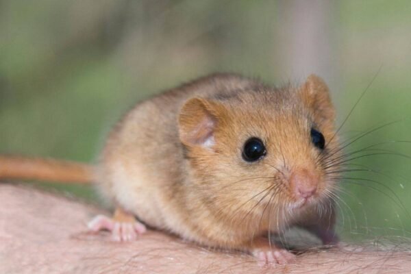 In 1902 edible dormice were released at an English estate