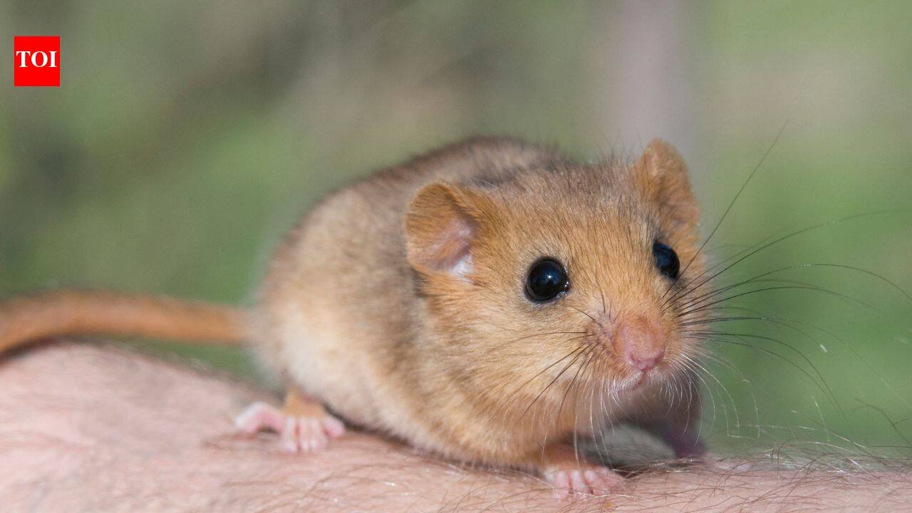 In 1902 edible dormice were released at an English estate