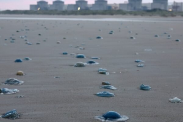 Jellyfish turned into an unexpected threat to Frances Gravelines nuclear