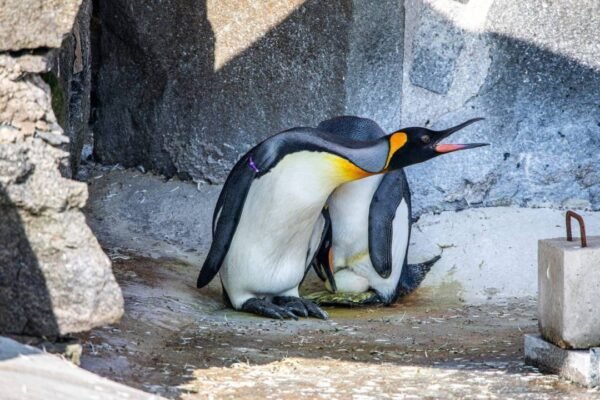 Meet the worlds highest ranking penguin Sir Nils Olav III set