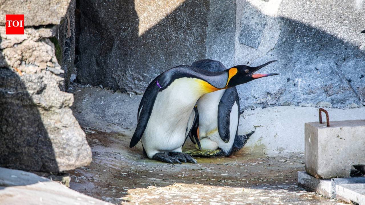 Meet the worlds highest ranking penguin Sir Nils Olav III set