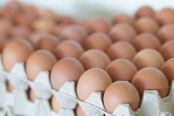 One dead over 200 ill in UK Salmonella outbreak Symptoms