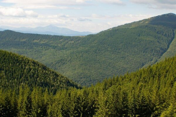 Since 2018 Europes forests have lost 46 more biomass per