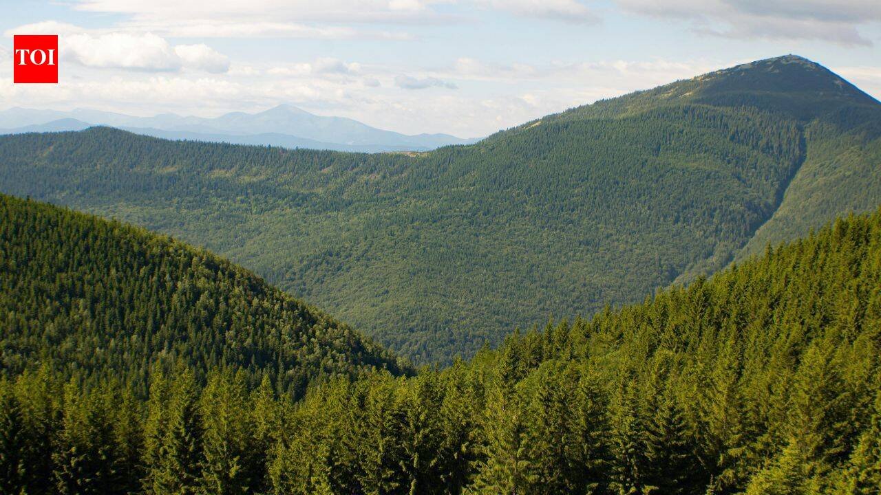 Since 2018 Europes forests have lost 46 more biomass per