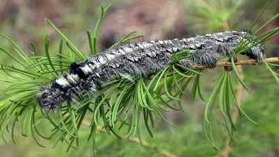 a moth outbreak has killed off forests across siberia now the flammable wood is causing wildfires that humans are unable to contain