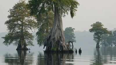 great dismal swamp national wildlife refuge in virginia