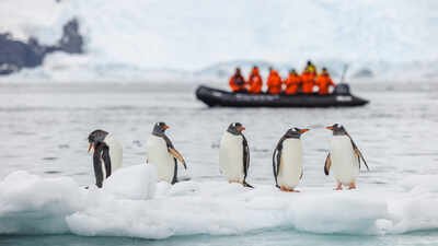 how one iceberg changed everything for antarctic penguin colony