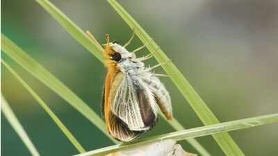 poweshiek skipperling butterfly