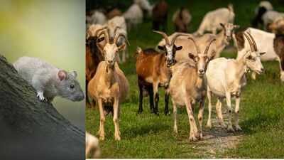 rats and goats