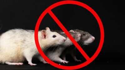 rats