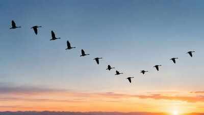 scientists discover how the first bird learned to fly