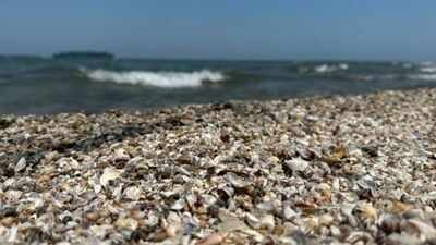 thousands of zebra mussels were detected in spains ebro river in 2001 today they are collapsing structures and pipes with a population of 40000 per square meter