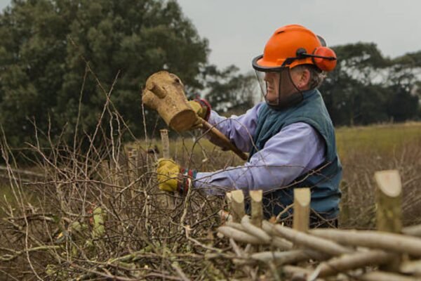 An ancient British farming craft faded after World War II