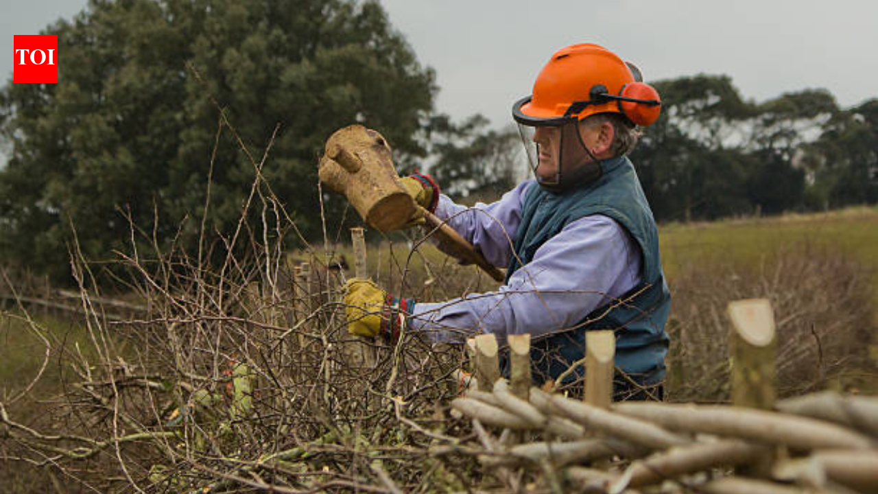 An ancient British farming craft faded after World War II