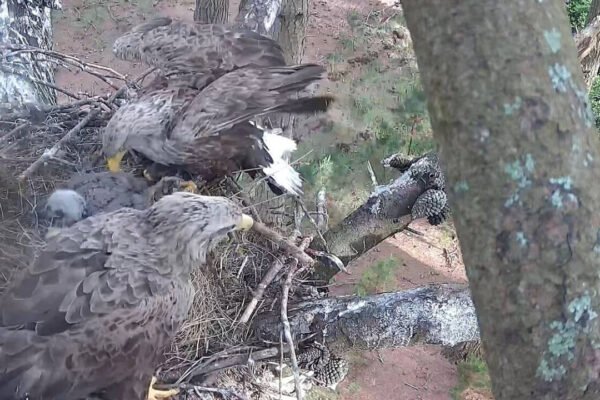 England released its first 6 white tailed eagles in 2019 after
